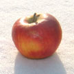 Apfel