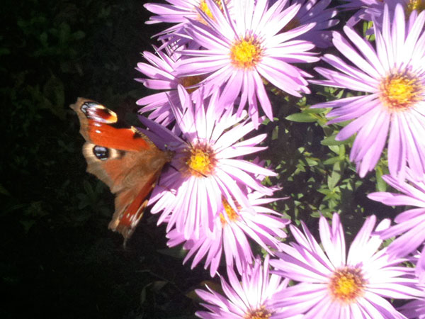 Schmetterling auf Herbstaster